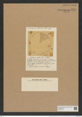 Aulacodiscus radiosus Grove et Sturt (de-Toni-Nr.: Genus 182, Species 4513) Zeichnungen Sammlung Grunow Nr. 8084 (NHMW-BOT-W0377415)